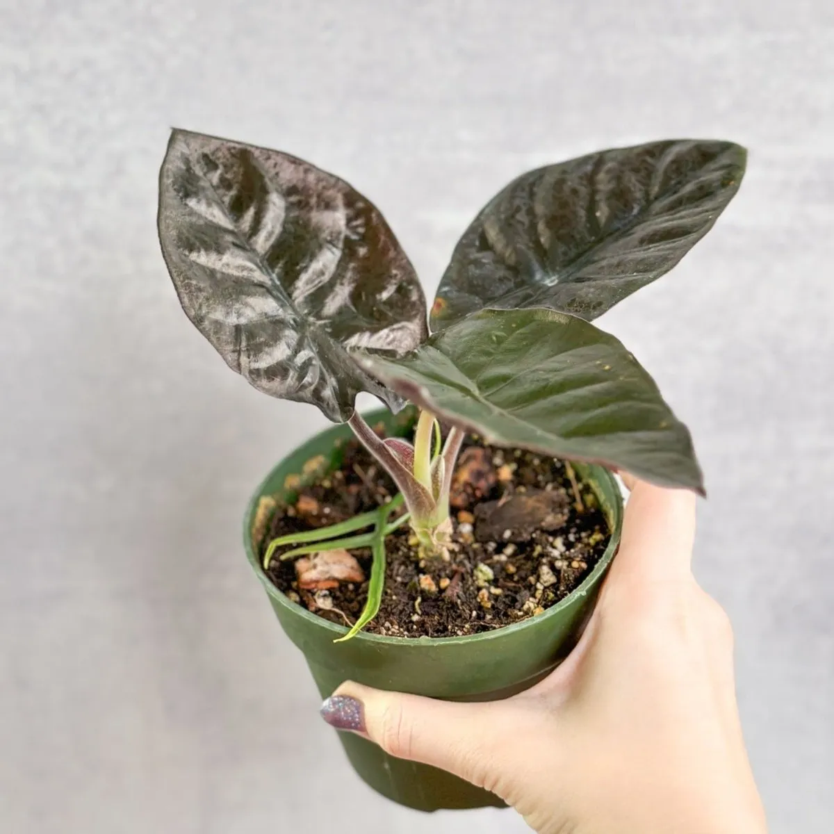 Alocasia infernalis 'Kapit' - 4.5 Inch