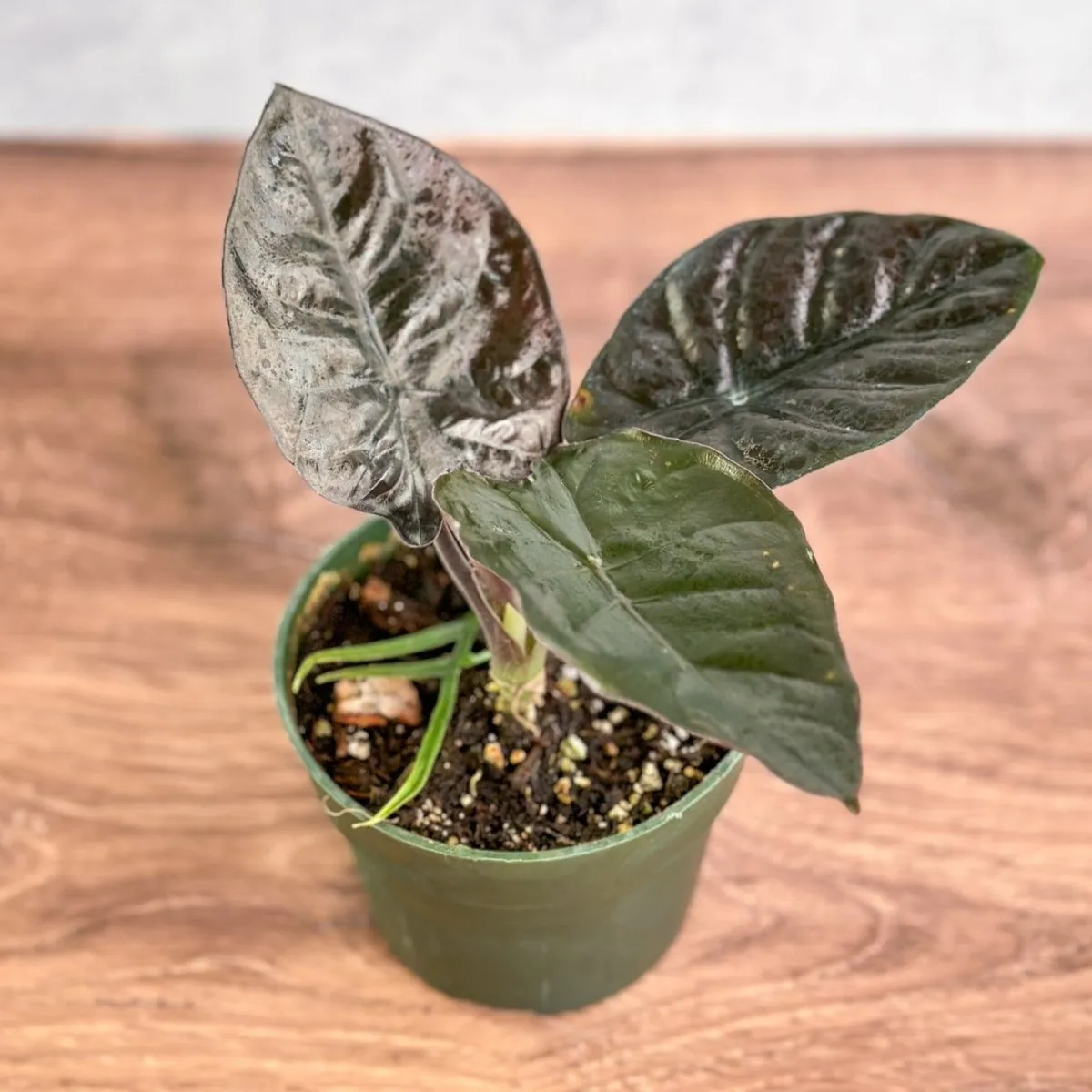 Alocasia infernalis 'Kapit' - 4.5 Inch