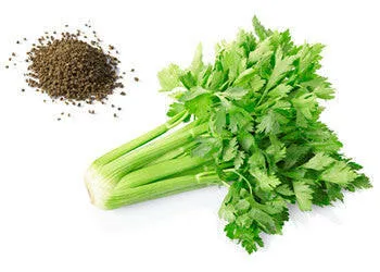 Celery Seed Oil