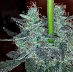 Holy Smoke Seeds - Strawberry Bubba Diesel