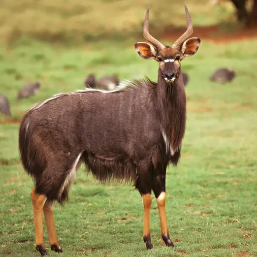 NYALA