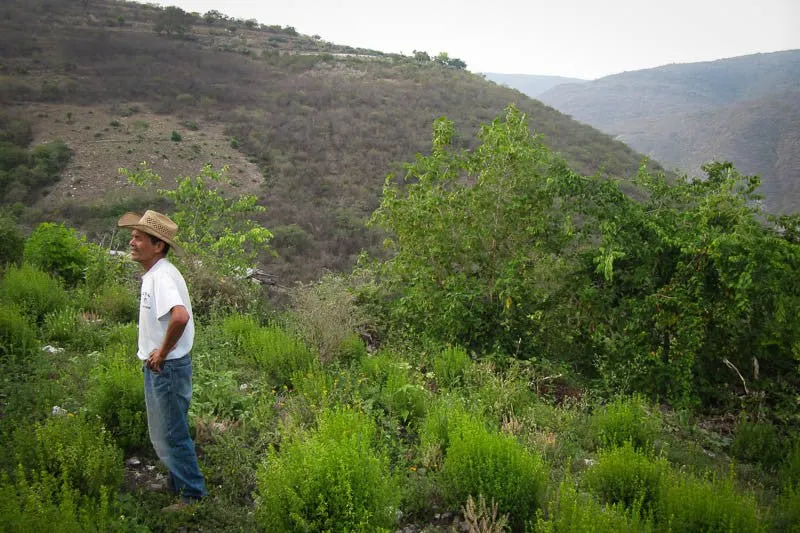 Oregano Indio